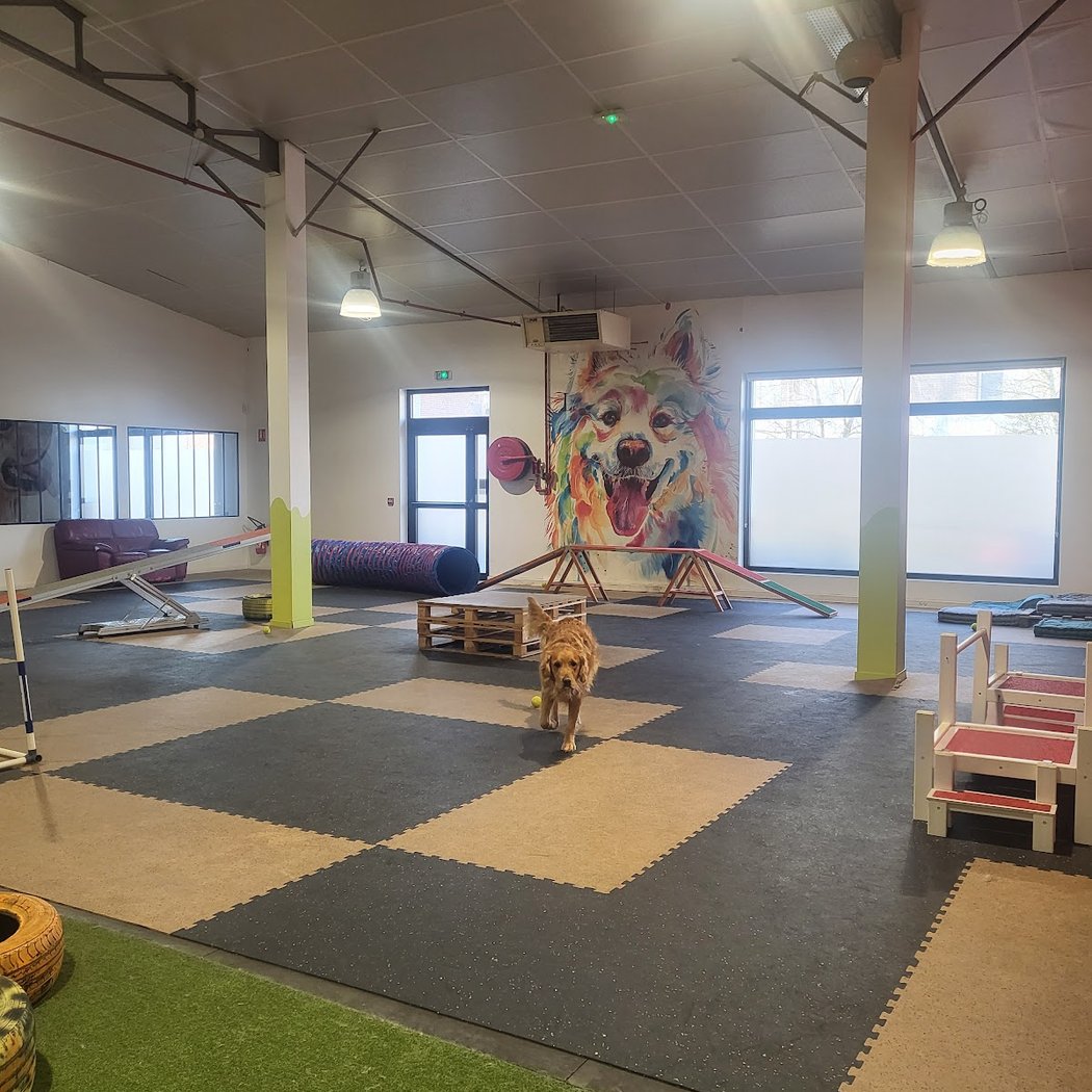 Woof'Land - Parc Canin Indoor 2