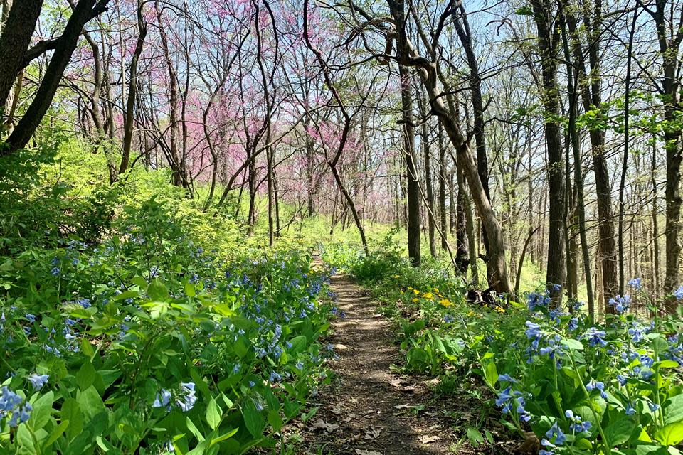 Cedar Bend Nature Area 1