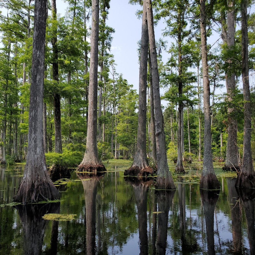 Cypress Gardens 1