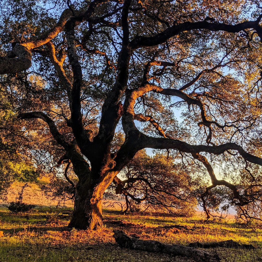 Mt Burdell Hike 1