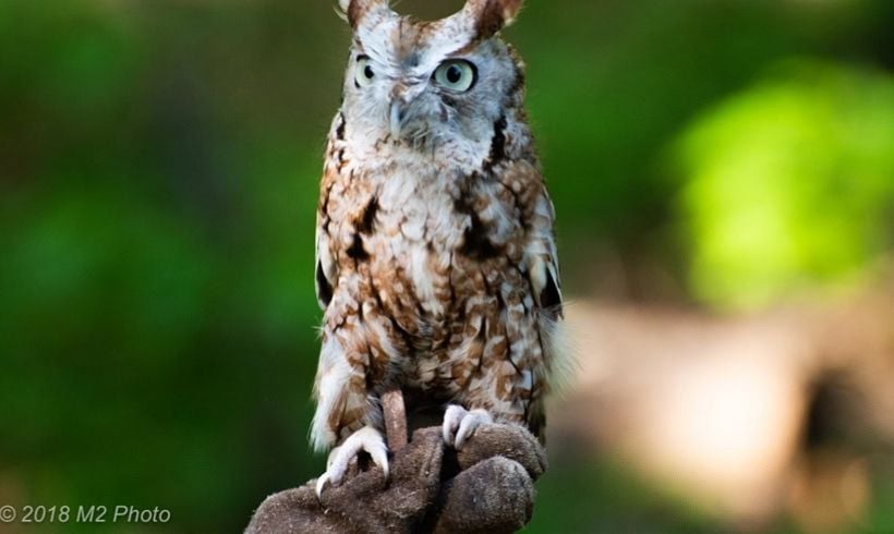 Feather Friendly: Become “Raptor Responsible” 1