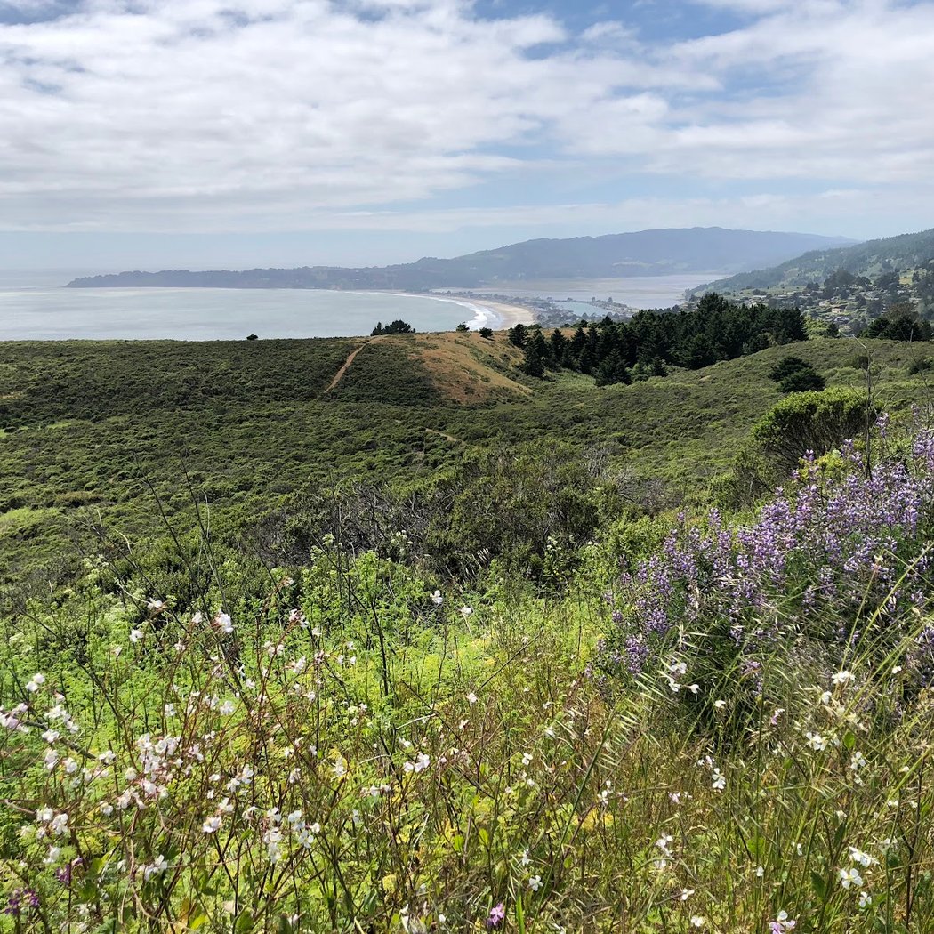 2026 Mt. Tam Wild Boar Half Marathon & 10K 4