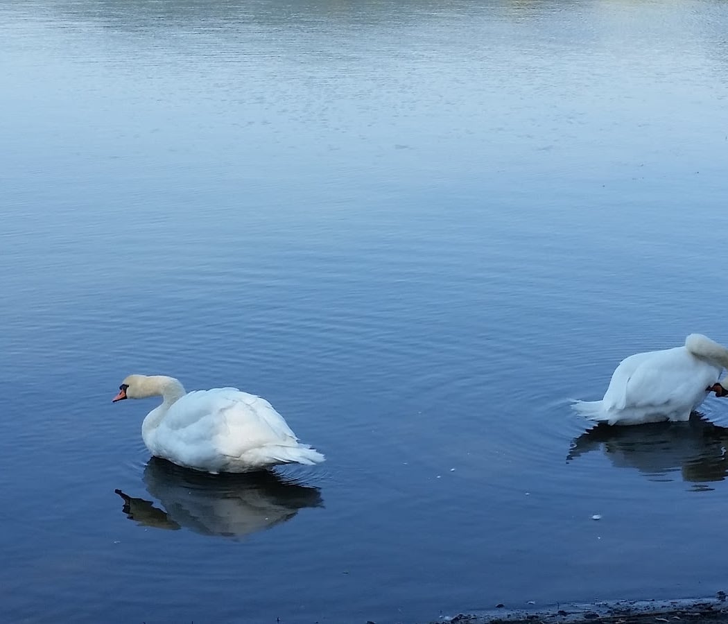 Spring Lake 3