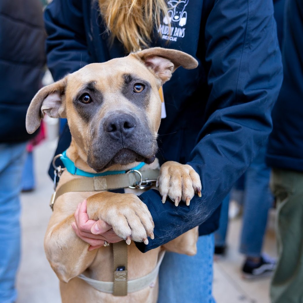 Muddy Paws Rescue 2