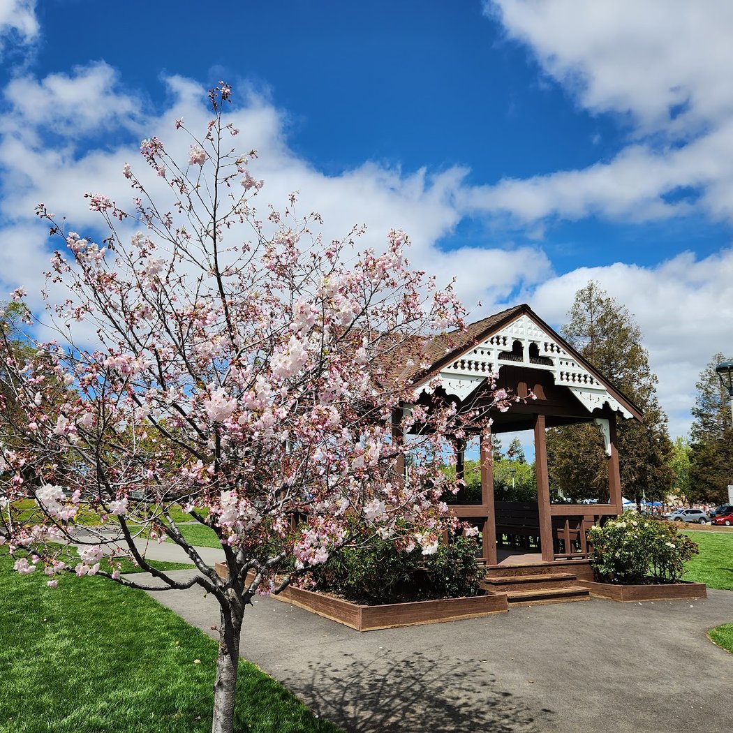 Annual Cupertino Cherry Blossom Festival 1