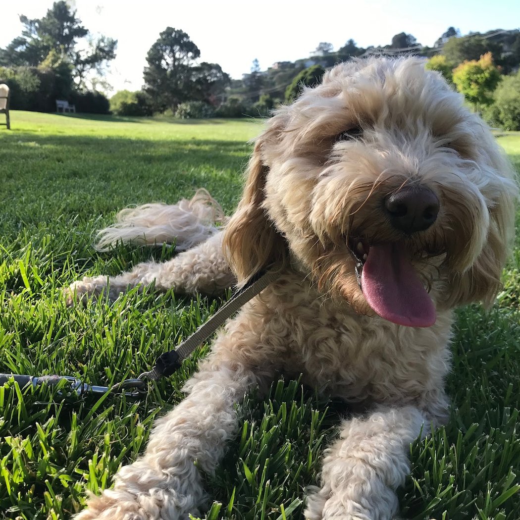 Tiburon Dog Park 1
