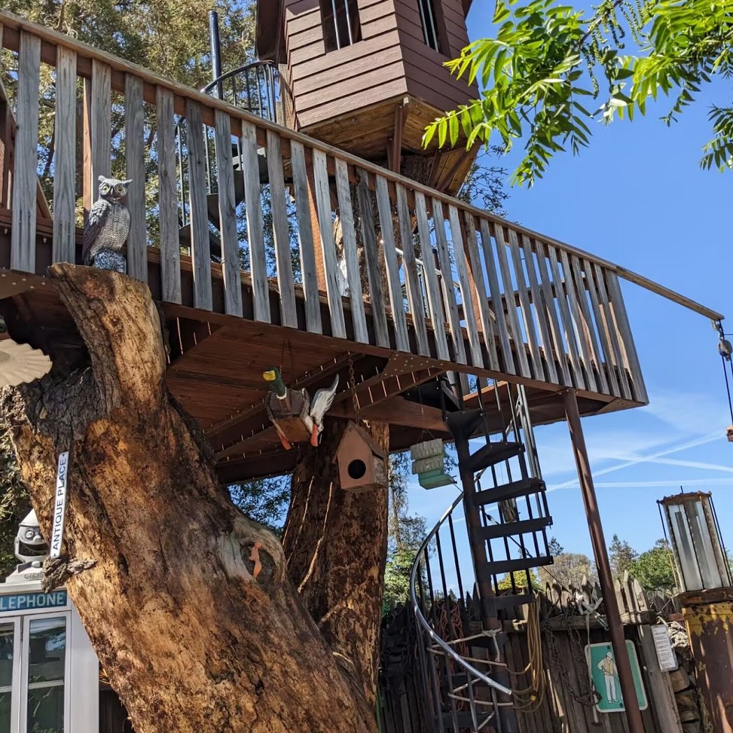 Tortoise Ranch 3