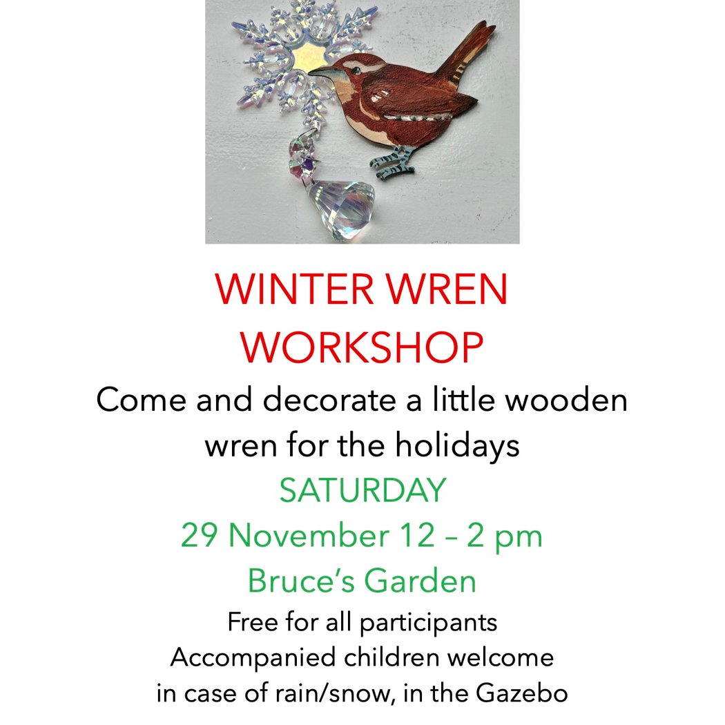 Winter Wren Workshop 1