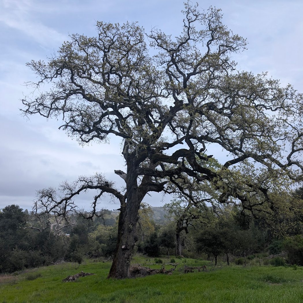 Windy Hill Preserve Public Parking 2
