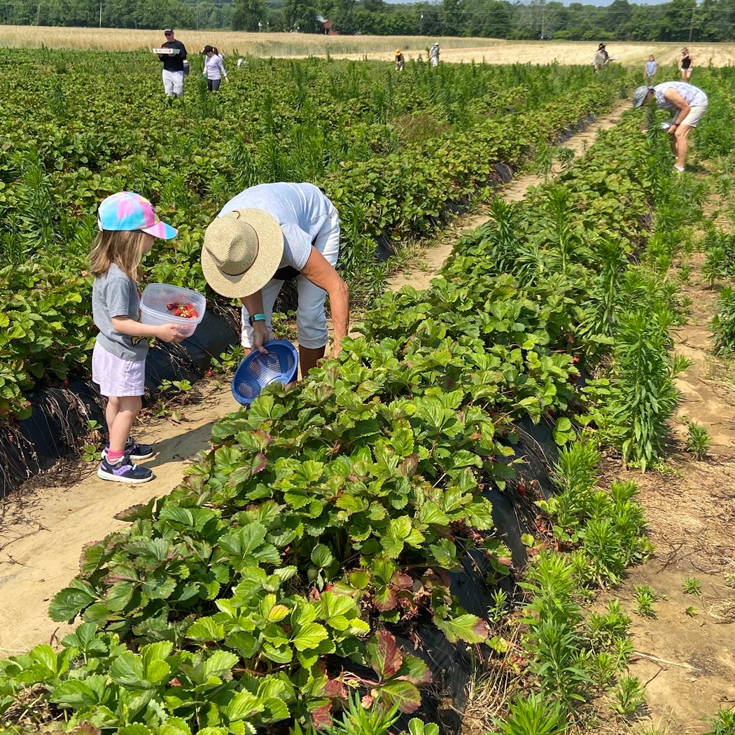 Specca Farms Pick Your Own 2