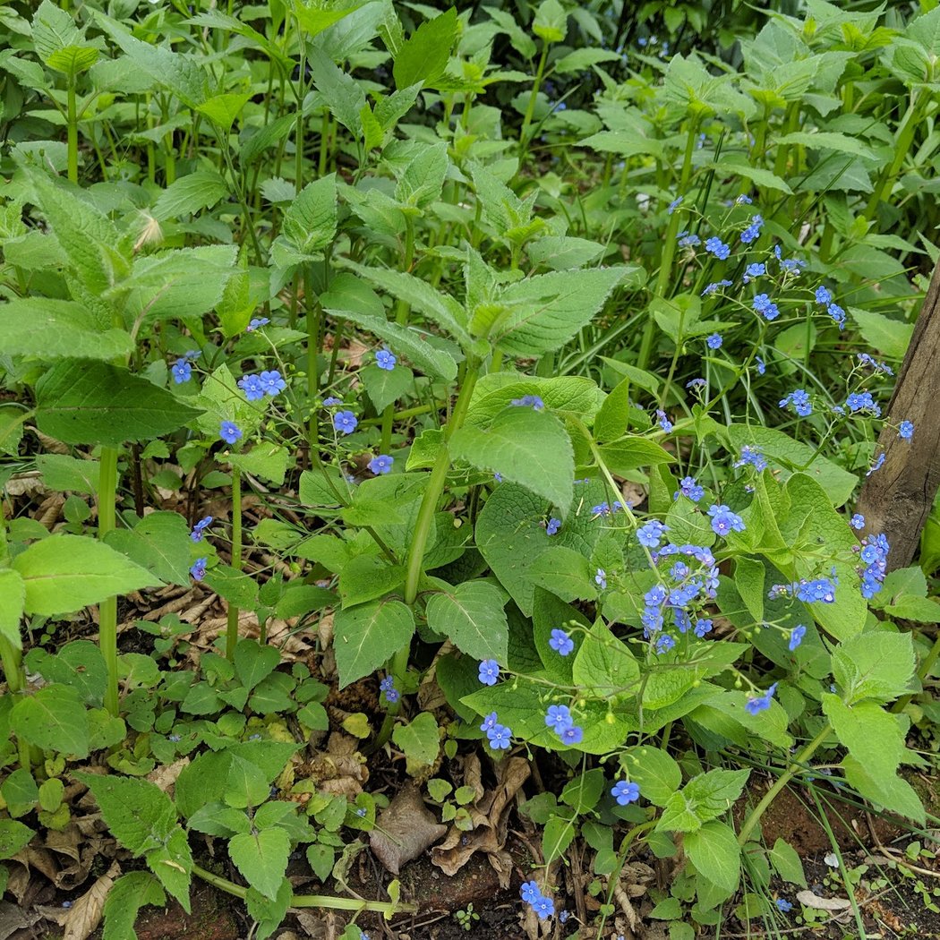 Wyckoff Bond Garden 2