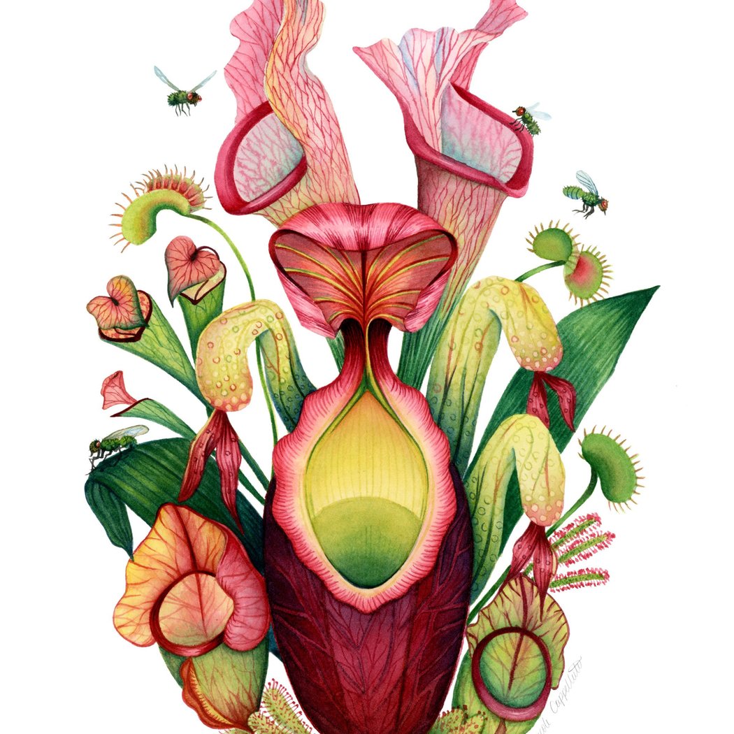 Curious Companions: Fungi, Parasites and Carnivores