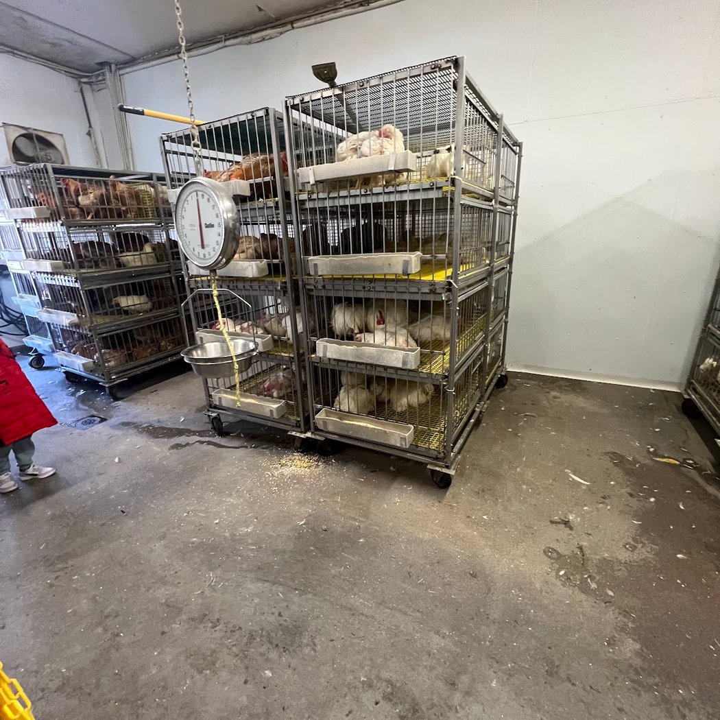 Portuguese Live Poultry Market 2