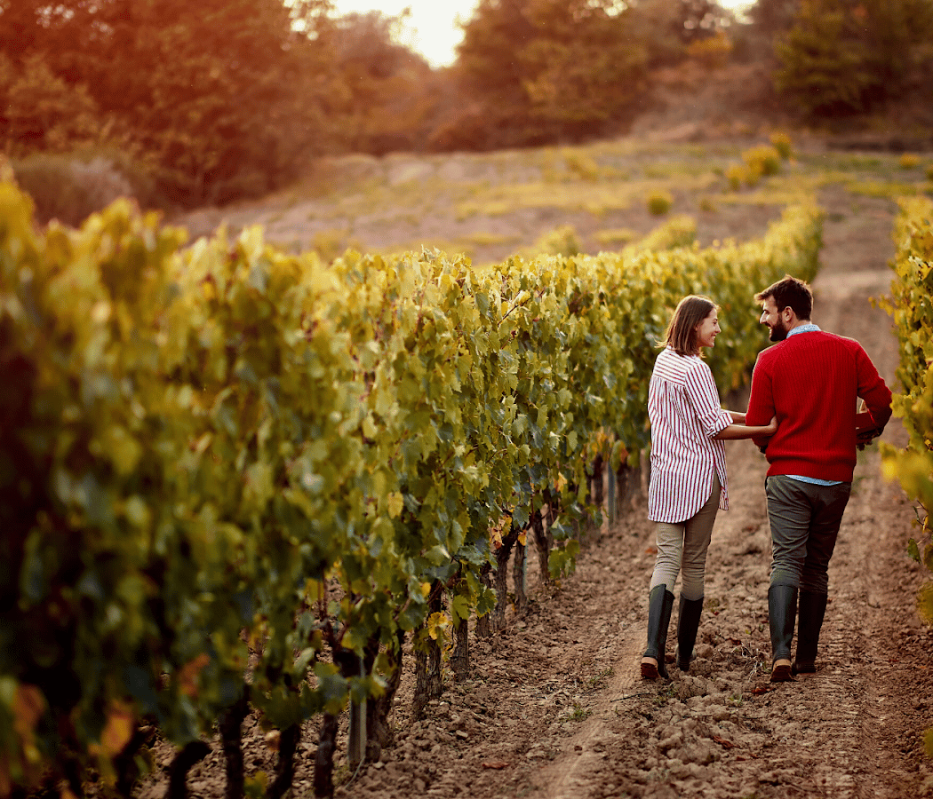 Wine Paths 2