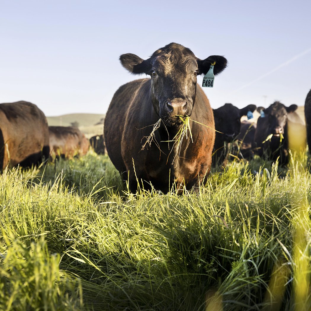 Stemple Creek Ranch | Organic Ranch, Wedding & Event Venue 1