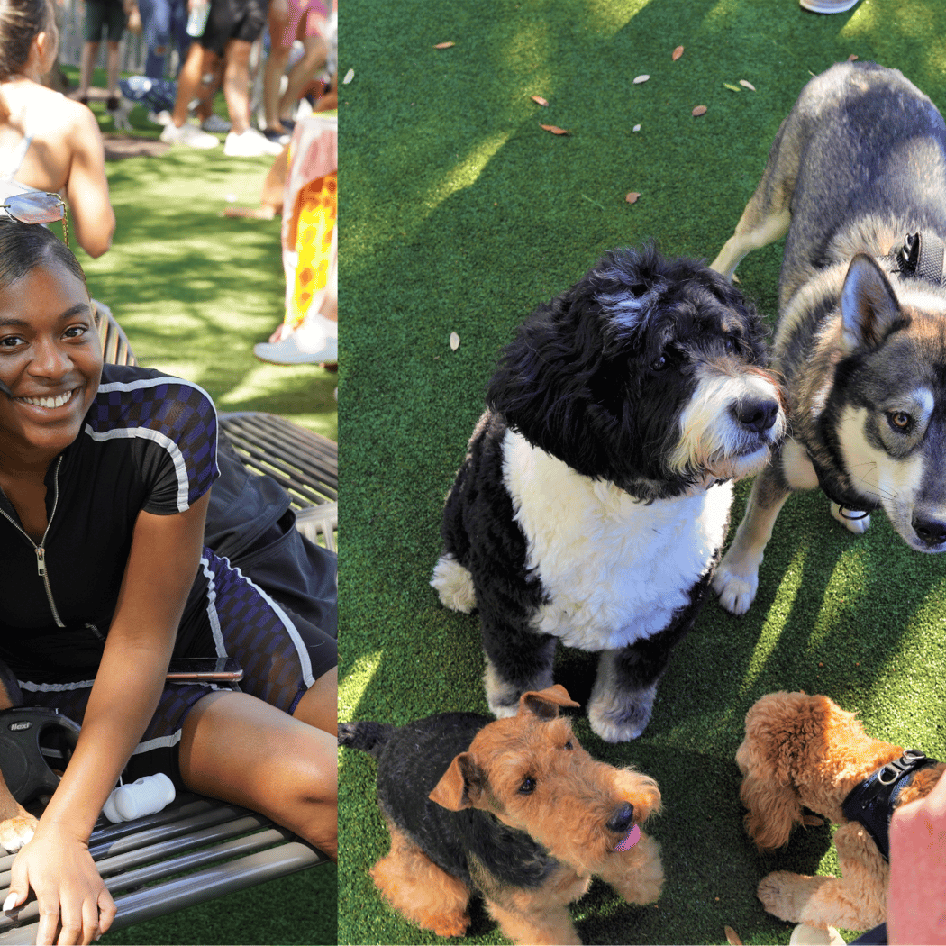 Bark in the Park 3