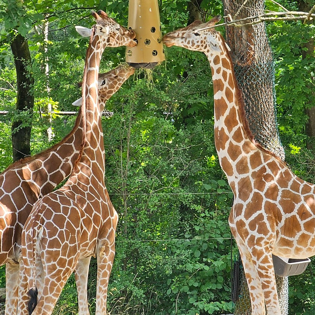Hellabrunn Zoo 1