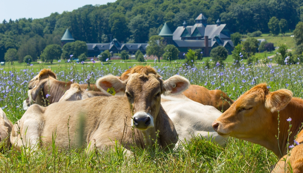Shelburne Farms 1