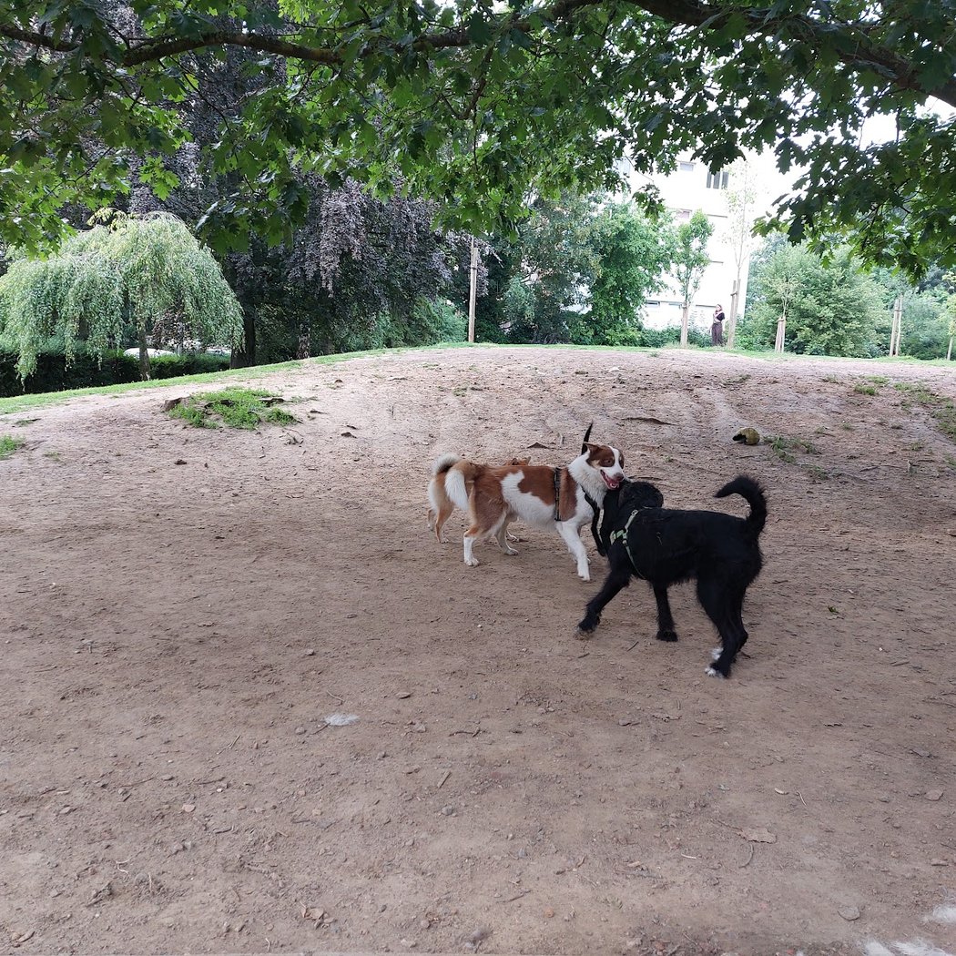 Parc à chiens 2
