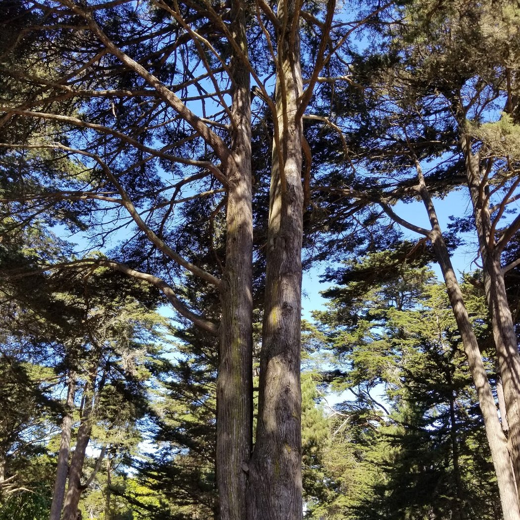 George Washington Grove Picnic Area 2