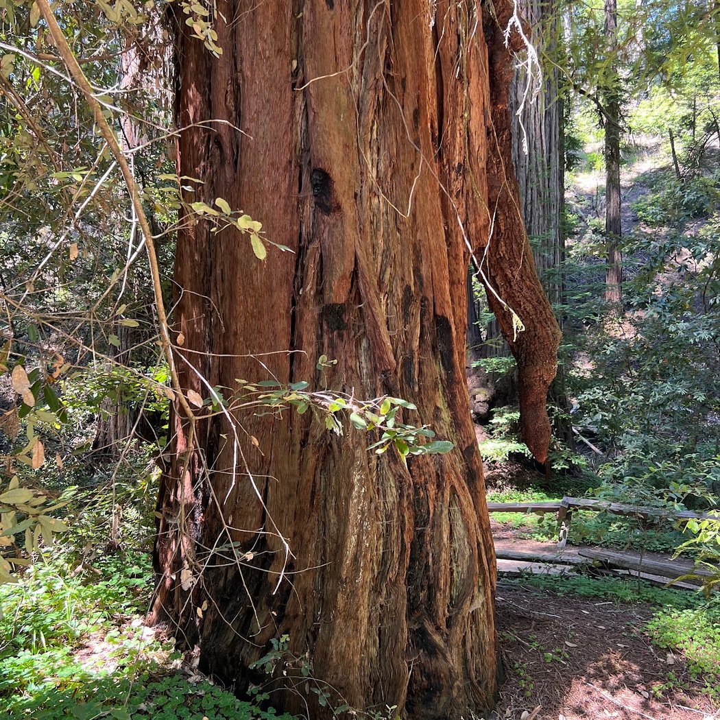 Pioneer Nature Trail 2