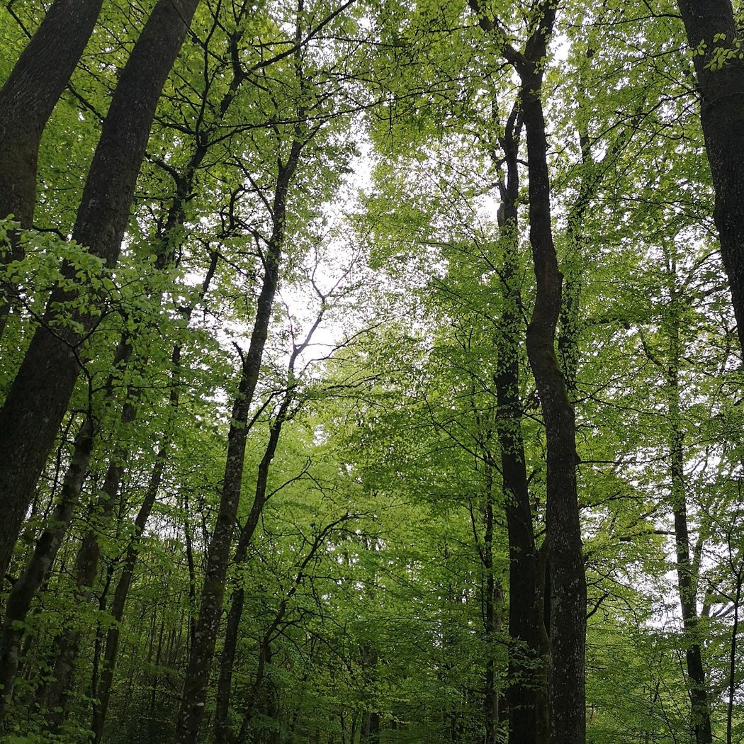 Forêt des Loges 2