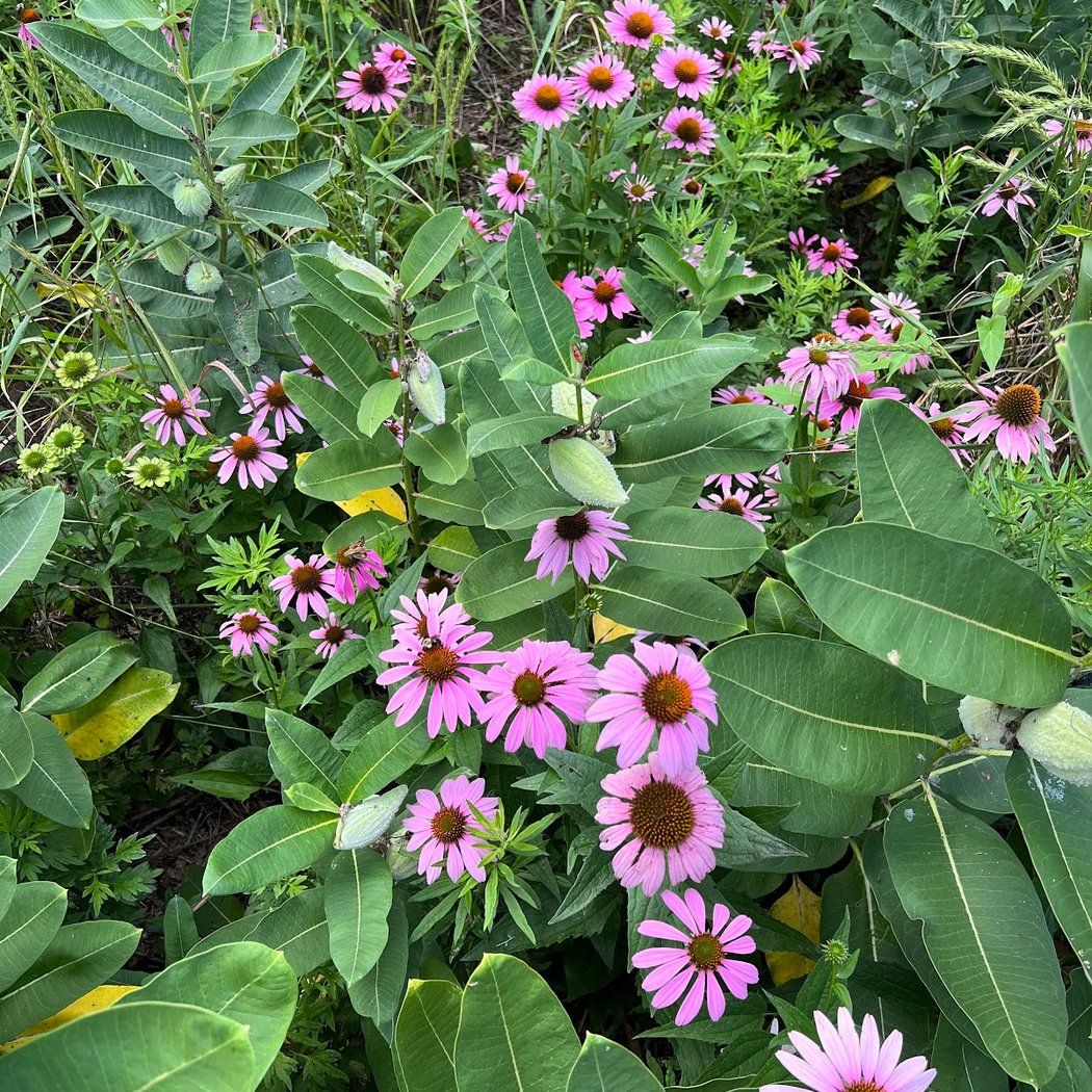 Basic Plant ID Class 1