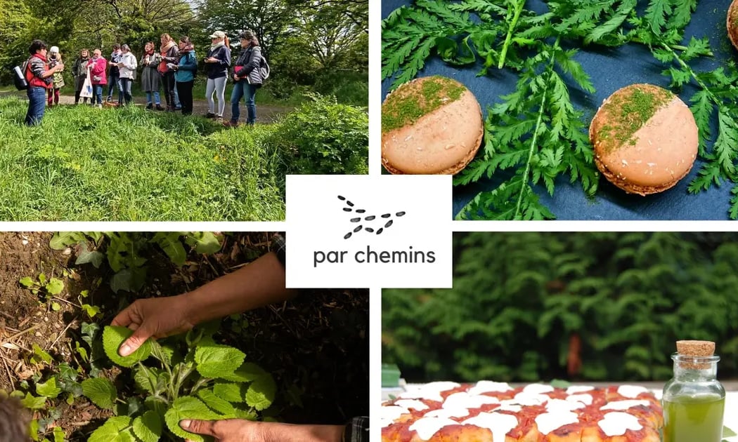 Balade sur les plantes sauvages comestibles 1
