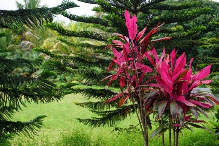 créole de Montgaillard Garden 1