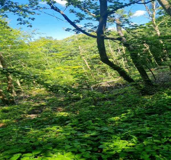 Forêt Domaniale de Fausses Reposes 2