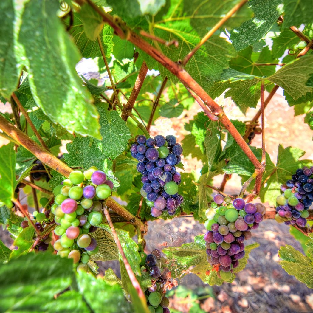 Roberts Ranch Vineyards 3
