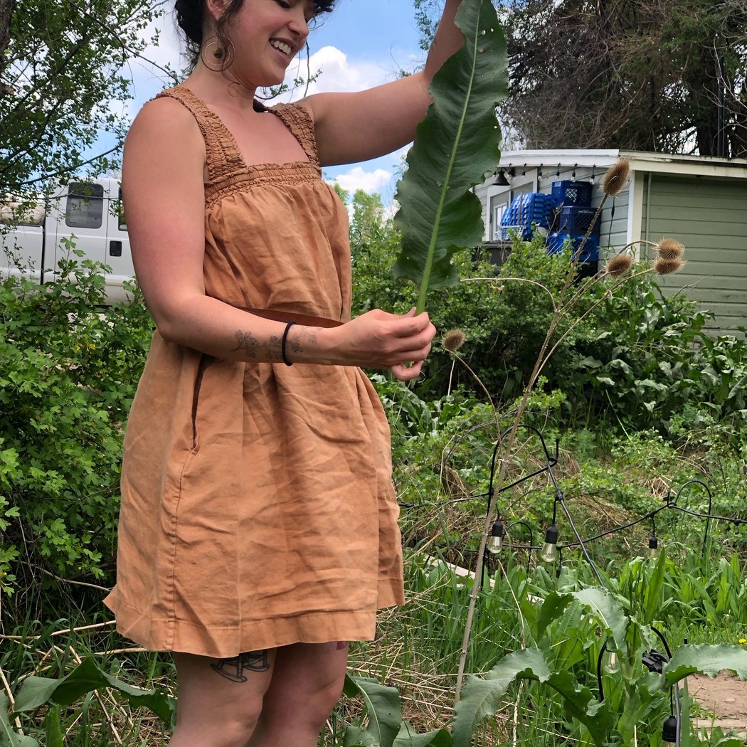 Urban Plant Walk: Medicinal Plants of the Rocky Mountain West 1