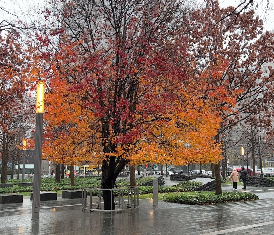 Survivor Tree 1