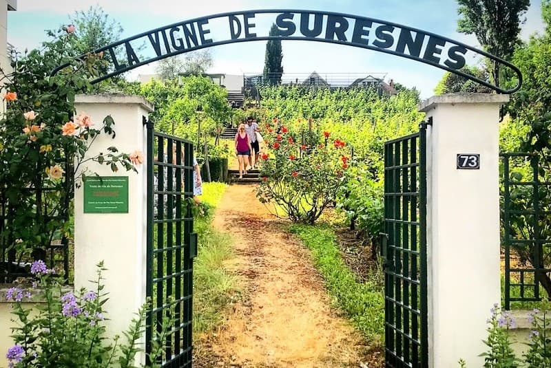 Suresnes Vineyard 3