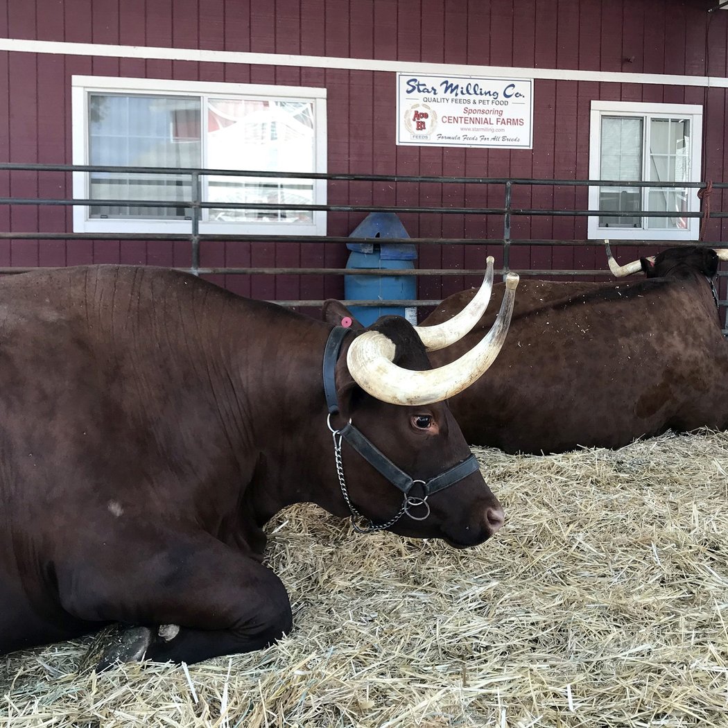 Livestock Entry 2