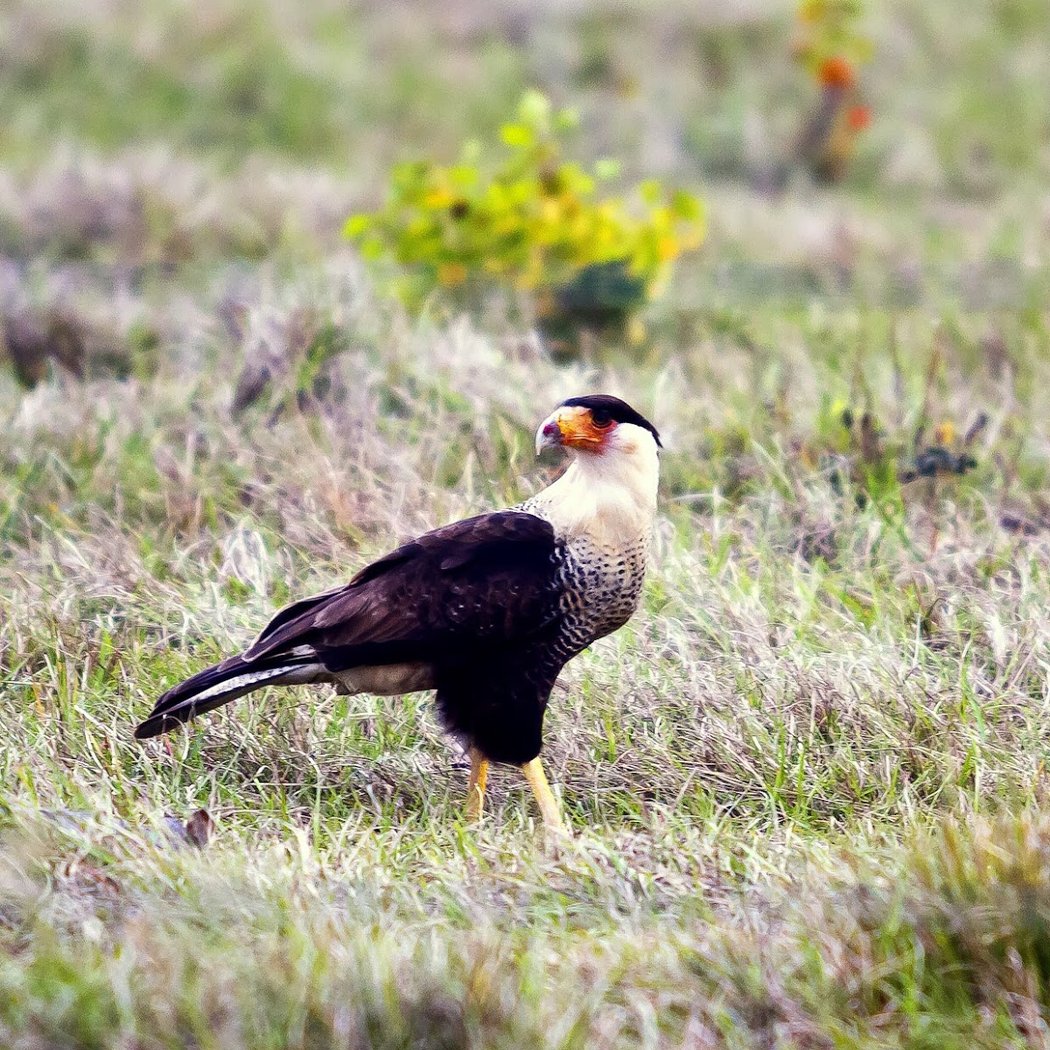 Indiangrass Preserve 2