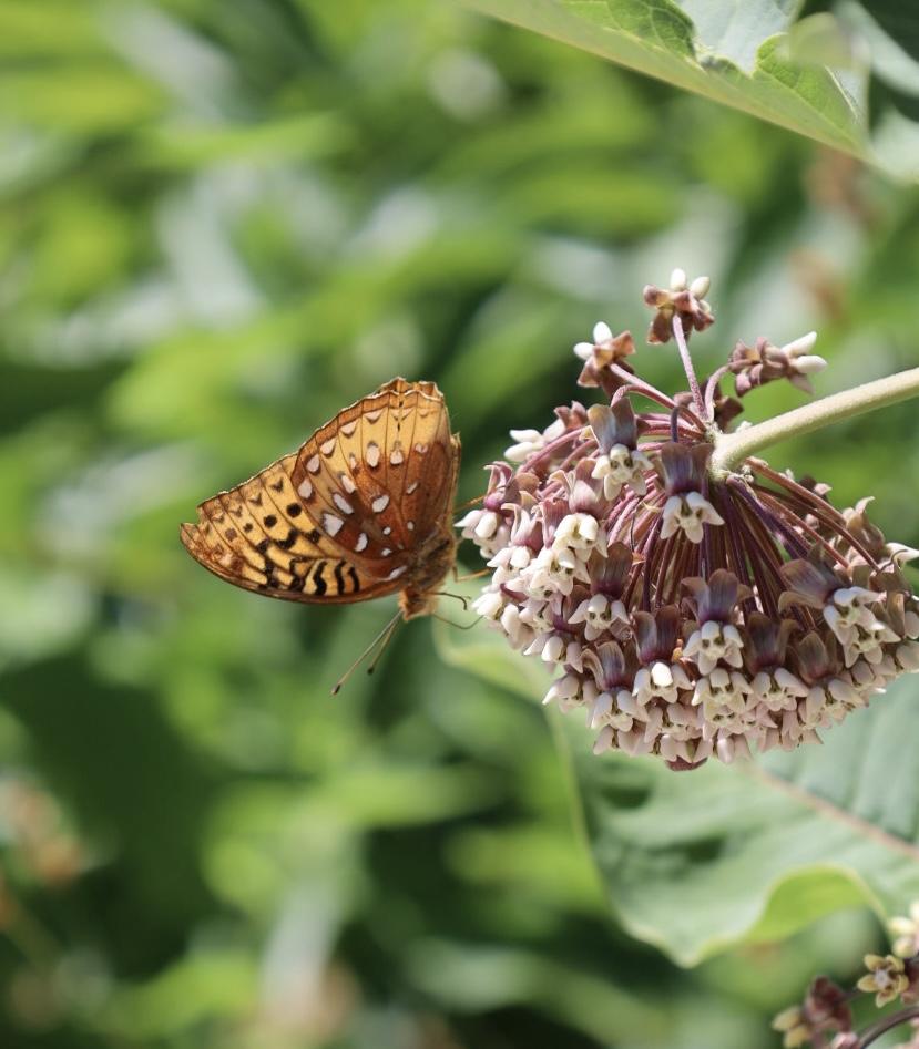 Wonder Walk: Perfect Pollinators 1