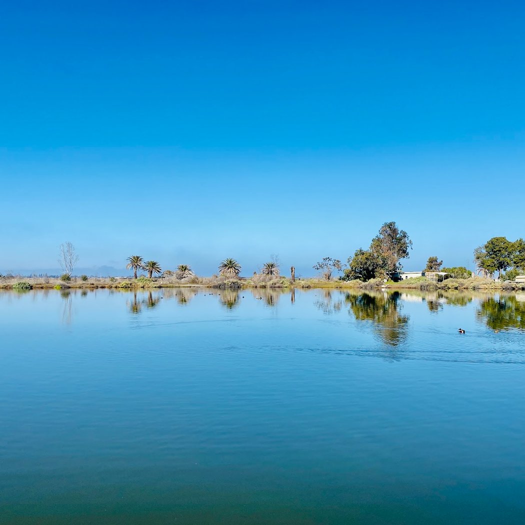 Palo Alto Duck Pond 1
