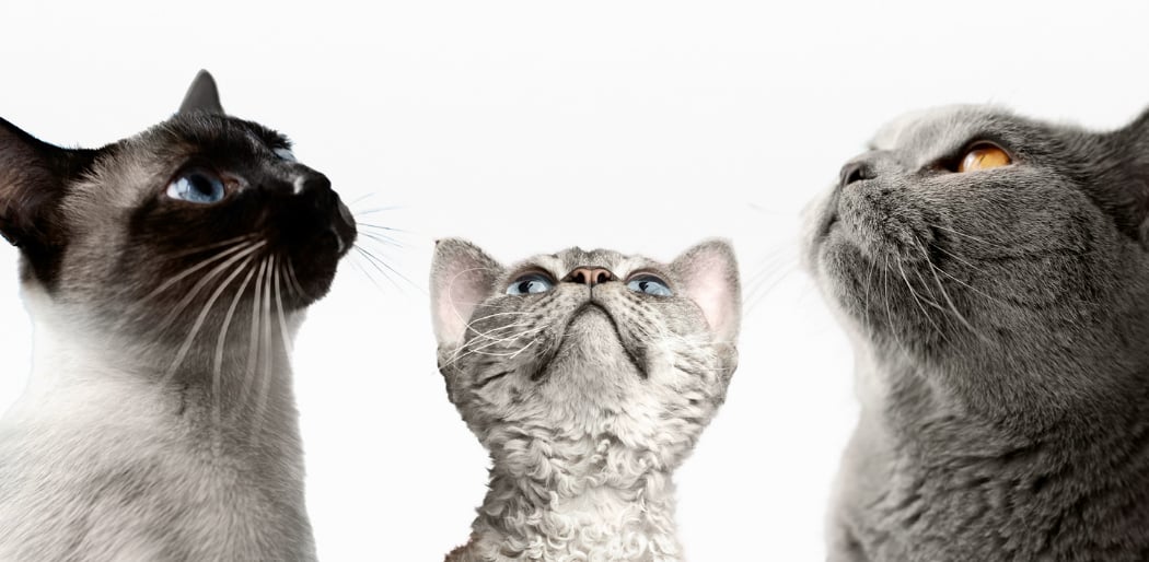 Les amis des chats du Val de Marne 2