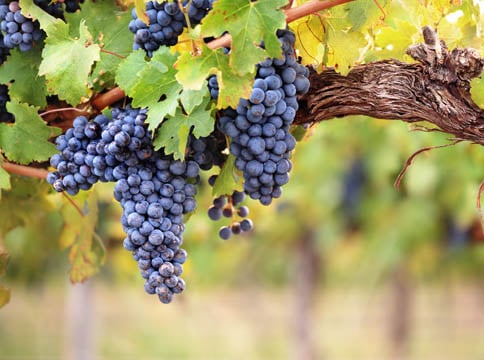 Madonna Estate Winery 1