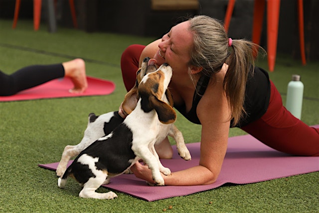 Rescue Puppy Yoga 1