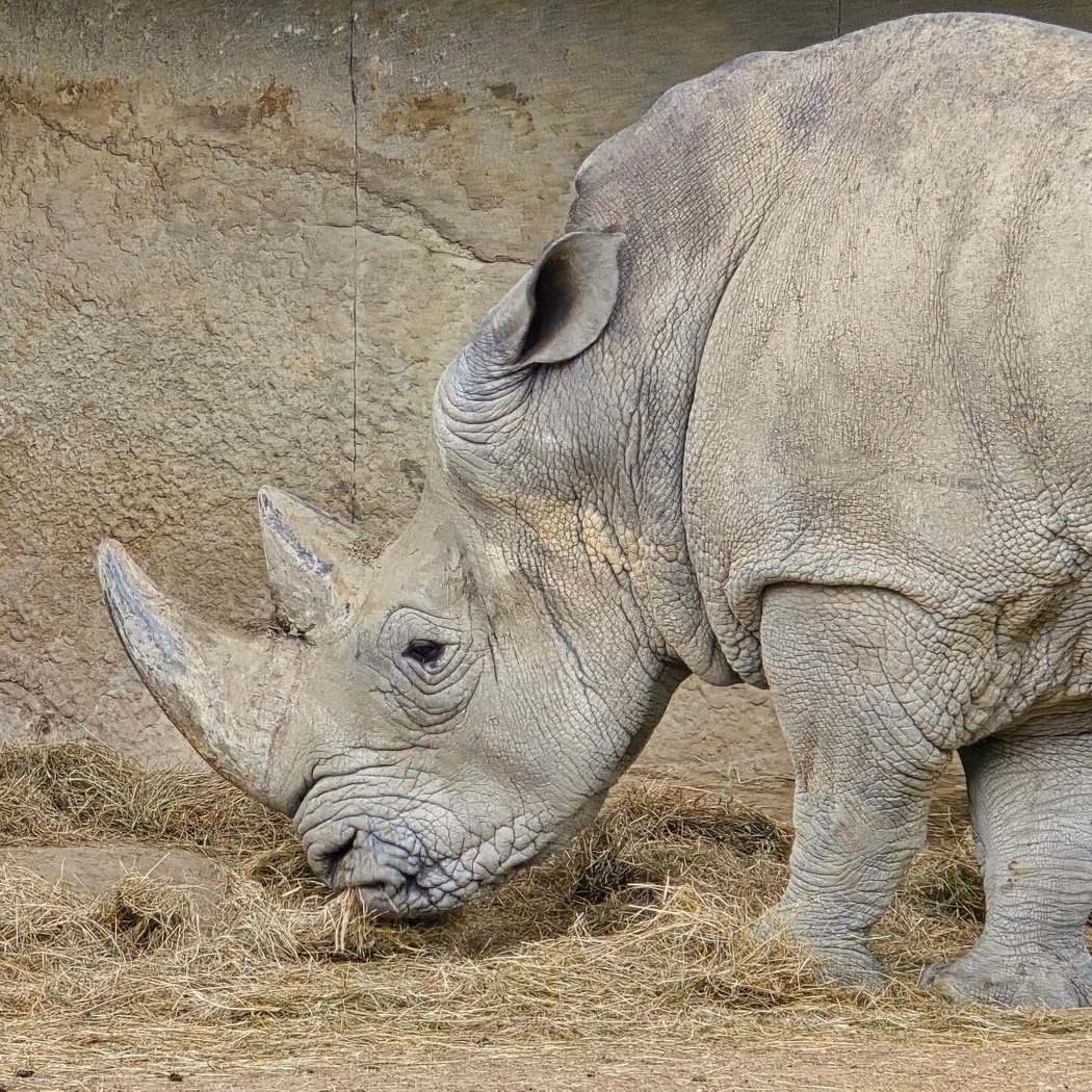 Paris Zoo Run 1