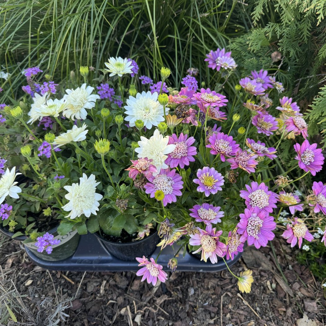 UC Master Gardeners of Napa County 1