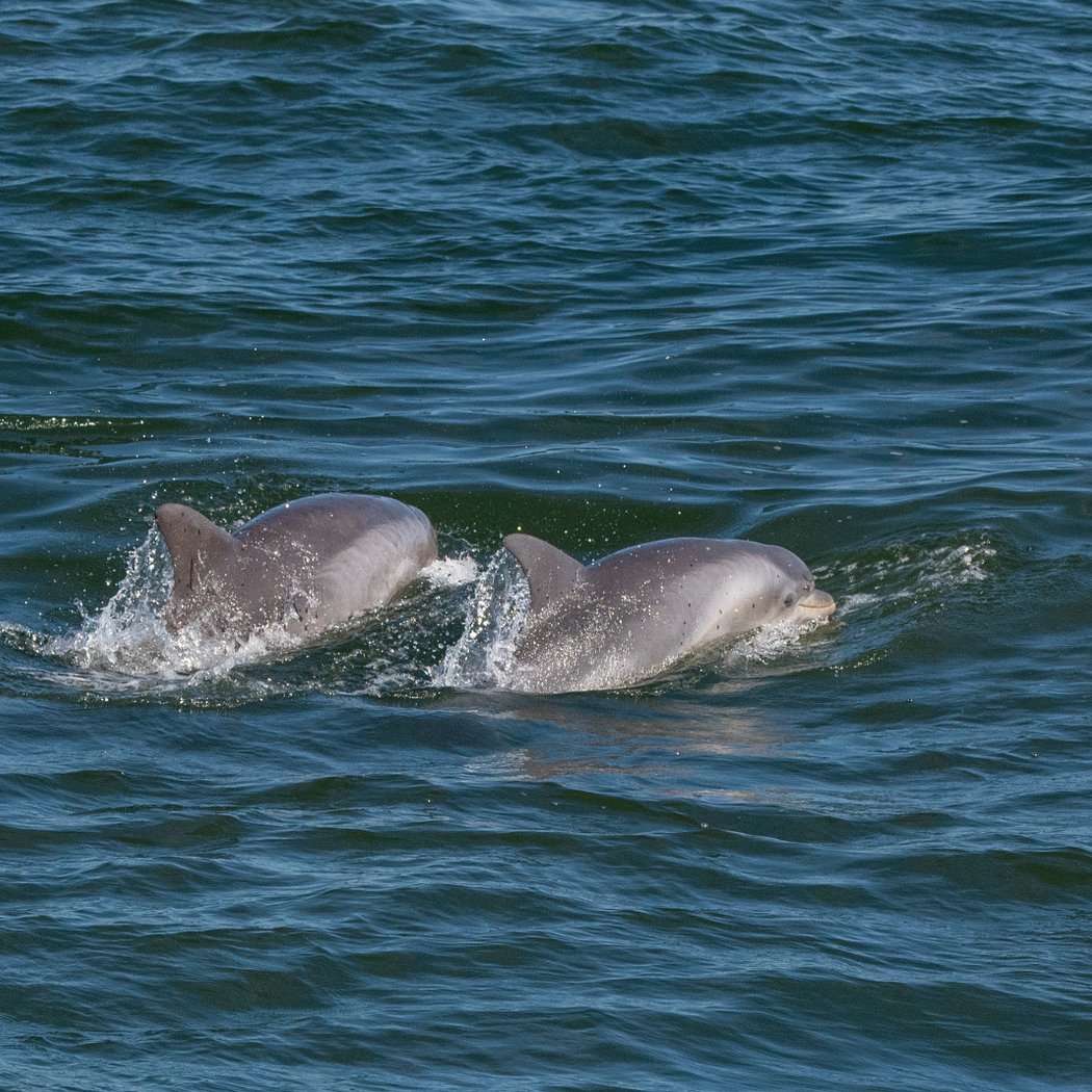 12-hour Pelagic Bird & Marine Wildlife Trip 1