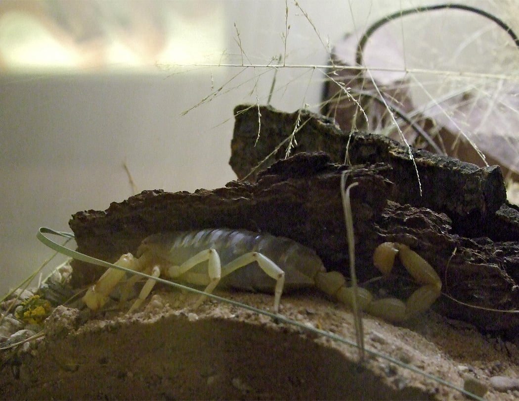 Cool Summer Nights: Insectopia 2