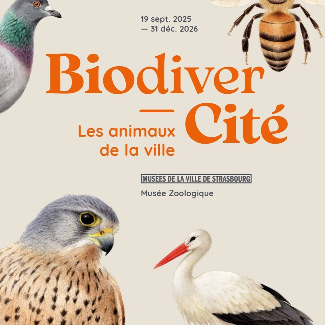 BiodiverCité: Animals in the City 1