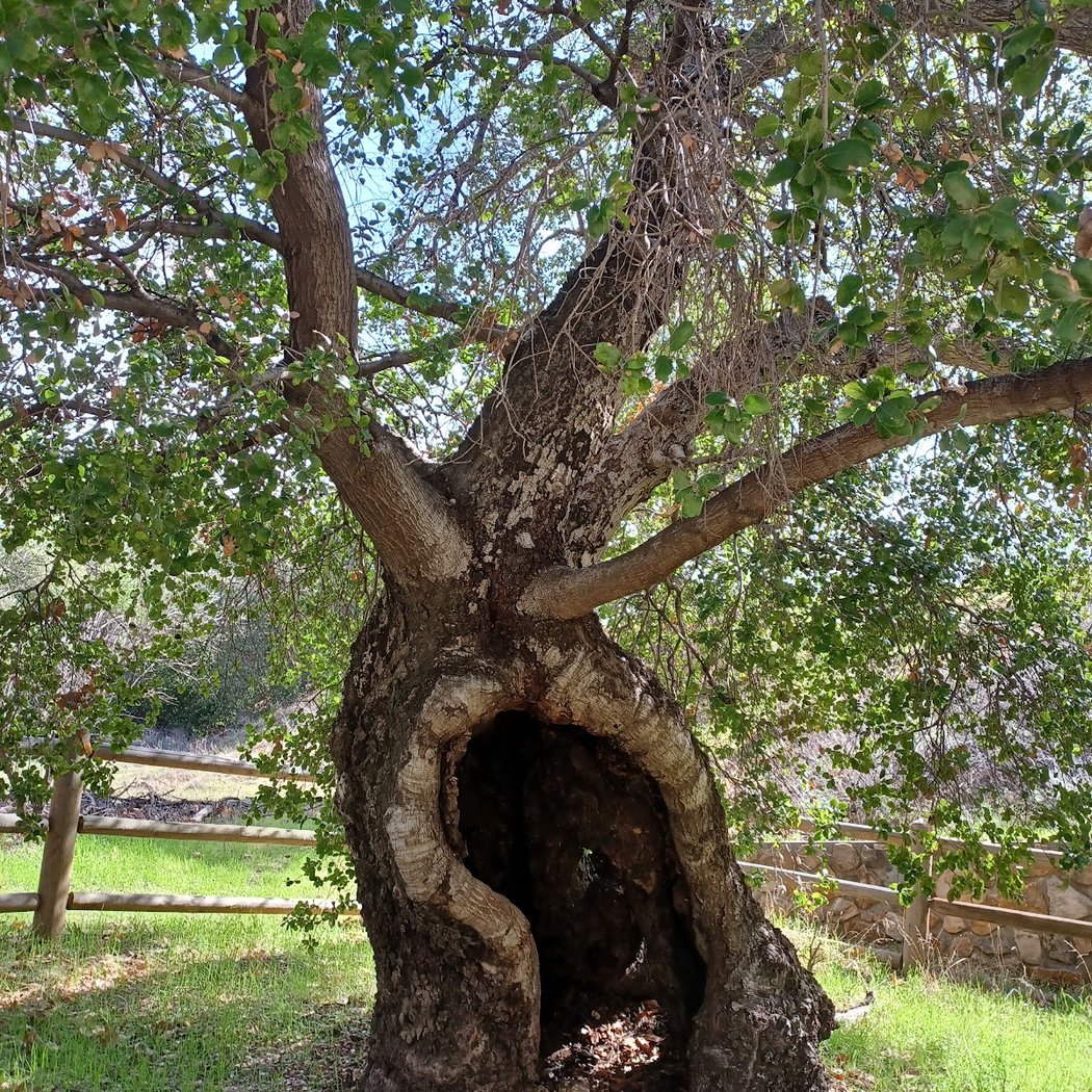 Placerita Canyon Nature Center 3