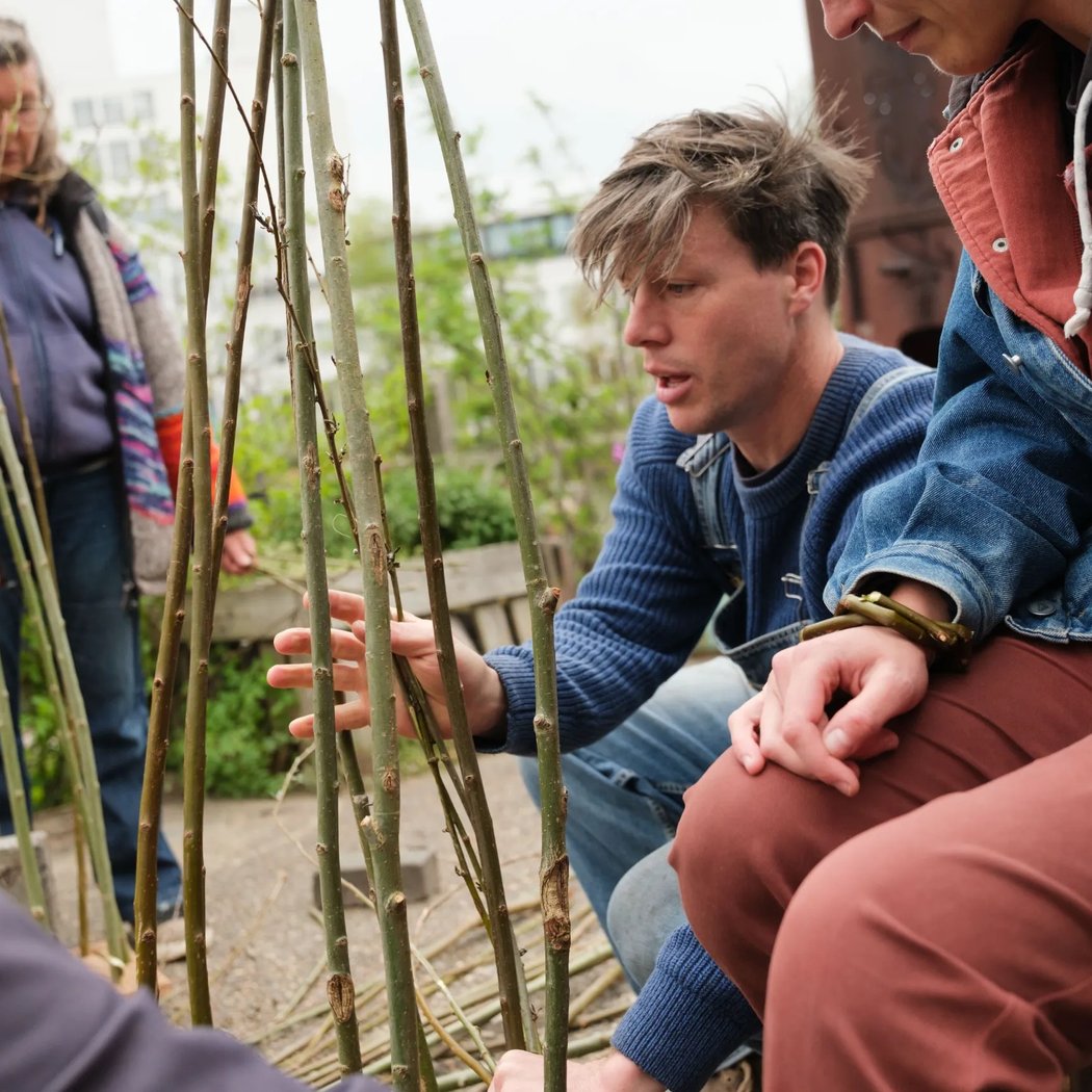 Mini-safari about willows: "What do you know about willows?"