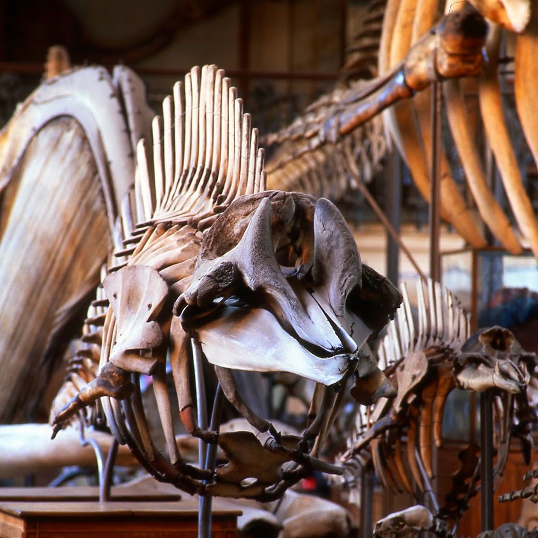 Galerie de Paléontologie et d’Anatomie comparée 1
