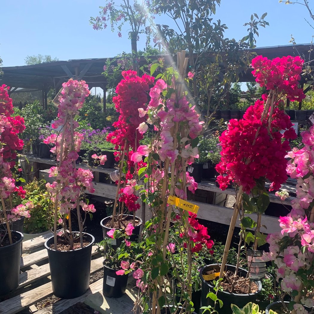 El Rancho Nursery 3